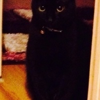 Bombay, Kedi  Sebastian fotoğrafı