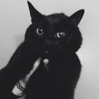 Bombay, Kedi  Sebastian fotoğrafı