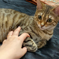 Abyssinian, Kedi  Boncuk fotoğrafı