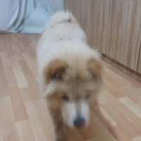 Chow Chow (çin Aslanı), Köpek  Hila fotoğrafı
