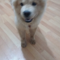 Chow Chow (çin Aslanı), Köpek  Hila fotoğrafı