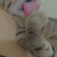 Tekir Kedi, Kedi  Bayan Peregrine fotoğrafı