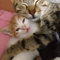 Tekir Kedi, Kedi  Bayan Peregrine fotoğrafı