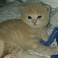 British Shorthair, Kedi  Pamuk fotoğrafı