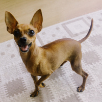 Chihuahua, Köpek  Yoda fotoğrafı
