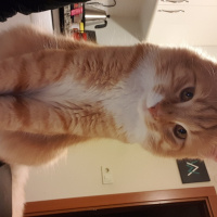 Sarman, Kedi  cheddar fotoğrafı