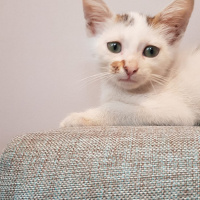 Tekir Kedi, Kedi  Yavru fotoğrafı