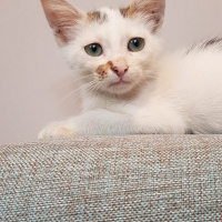 Tekir Kedi, Kedi  Yavru fotoğrafı