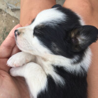 Border Collie, Köpek  Rüzgar fotoğrafı