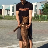 Amerikan Pitbull Terrier, Köpek  Zorro fotoğrafı