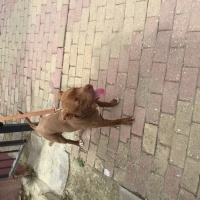 Amerikan Pitbull Terrier, Köpek  Zorro fotoğrafı