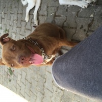 Amerikan Pitbull Terrier, Köpek  Zorro fotoğrafı