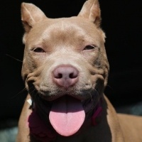Amerikan Pitbull Terrier, Köpek  Zorro fotoğrafı