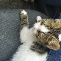 Tekir Kedi, Kedi  Yok fotoğrafı