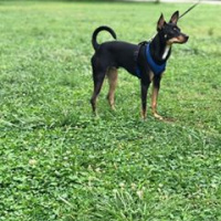 Chihuahua, Köpek  ares fotoğrafı