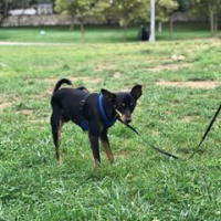 Chihuahua, Köpek  ares fotoğrafı
