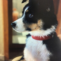 Border Collie, Köpek  Ballı fotoğrafı