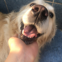 Golden Retriever, Köpek  Zeyna fotoğrafı
