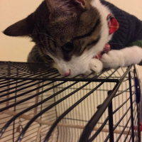 Tekir Kedi, Kedi  boncuk fotoğrafı