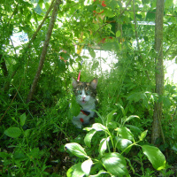 Tekir Kedi, Kedi  boncuk fotoğrafı