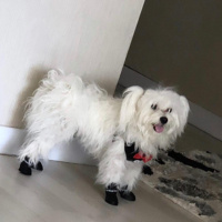 Maltese, Köpek  köpük fotoğrafı