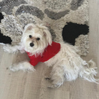 Maltese, Köpek  köpük fotoğrafı