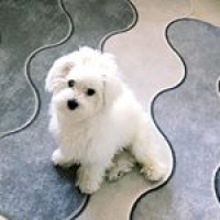 Maltese, Köpek  köpük fotoğrafı