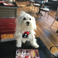 Maltese, Köpek  köpük fotoğrafı