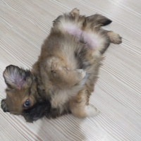 Pekingese, Köpek  Çakıl fotoğrafı