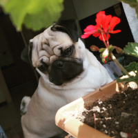 Pug, Köpek  Paşa fotoğrafı