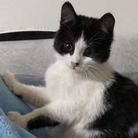 Tuxedo (Smokin) Kedi, Kedi  sinek fotoğrafı