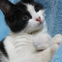 Tuxedo (Smokin) Kedi, Kedi  sinek fotoğrafı