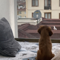 İngiliz Cocker Spaniel, Köpek  Pekmez fotoğrafı