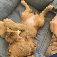 İngiliz Cocker Spaniel, Köpek  Pekmez fotoğrafı