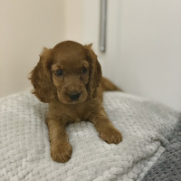 İngiliz Cocker Spaniel, Köpek  Pekmez fotoğrafı