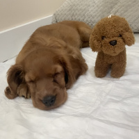 İngiliz Cocker Spaniel, Köpek  Pekmez fotoğrafı