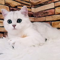 British Shorthair, Kedi  Mia fotoğrafı