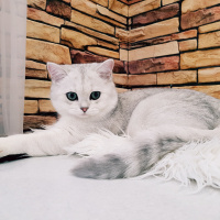 British Shorthair, Kedi  Mia fotoğrafı