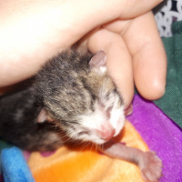 Tekir Kedi, Kedi  Şanslı fotoğrafı