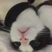 Tuxedo (Smokin) Kedi, Kedi  Lucsy fotoğrafı