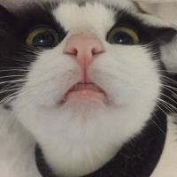 Tuxedo (Smokin) Kedi, Kedi  Lucsy fotoğrafı