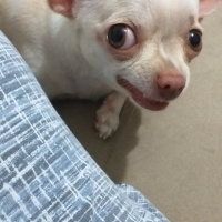 Chihuahua, Köpek  Badem fotoğrafı