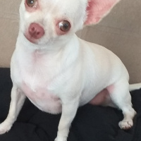 Chihuahua, Köpek  Badem fotoğrafı