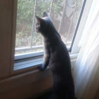 British Shorthair, Kedi  Oscar fotoğrafı