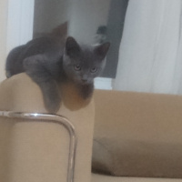 British Shorthair, Kedi  Oscar fotoğrafı