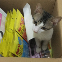 Tekir Kedi, Kedi  Pamuk fotoğrafı