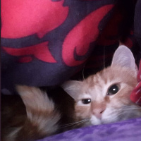 Sarman, Kedi  olivia fotoğrafı