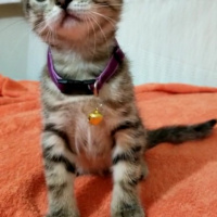 British Shorthair, Kedi  Gofret fotoğrafı