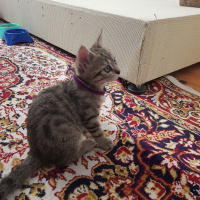 British Shorthair, Kedi  Gofret fotoğrafı