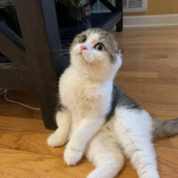 Scottish Fold, Kedi  Maya fotoğrafı